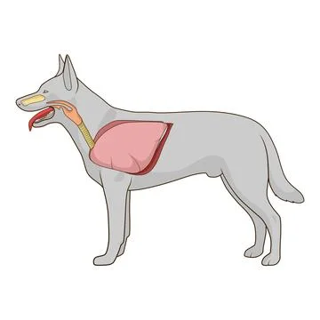 Respiratory system of the dog vector illustration Stock Illustration