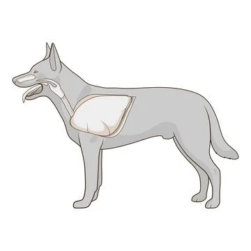 Respiratory system of the dog vector illustration Stock Illustration