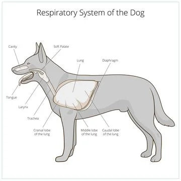 Respiratory system of the dog vector illustration Illustrazione stock