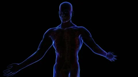 Respiratory system Stock-Footage 21893255