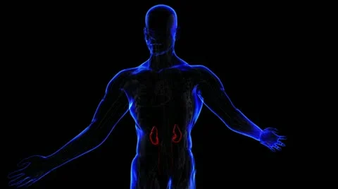 Respiratory system Stock Footage 21894143