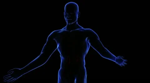 Respiratory system Stock-Footage 21894144