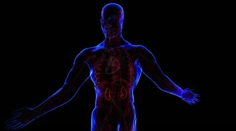 Respiratory system Stock-Footage 21894154