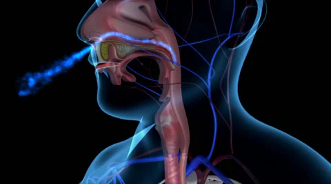 Respiratory system Stock Footage 43066839