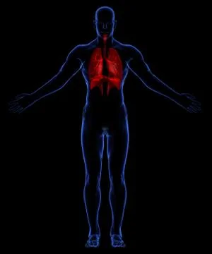 Respiratory system Stock Illustration
