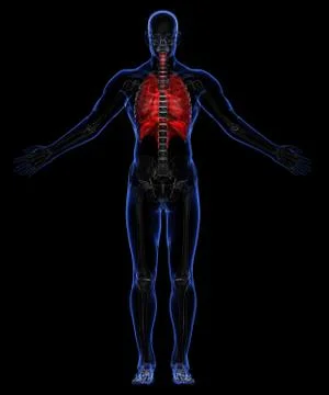 Respiratory system Stock Illustration