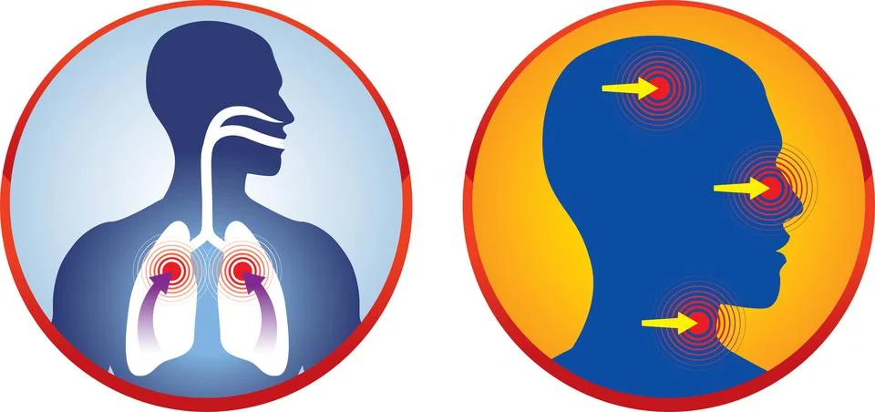 Respiratory System Stock Illustration