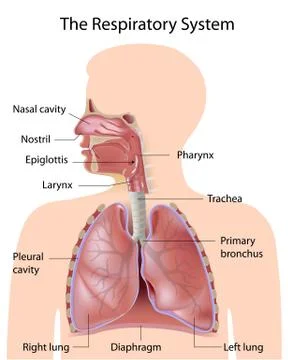 The respiratory system, labeled Stock Illustration