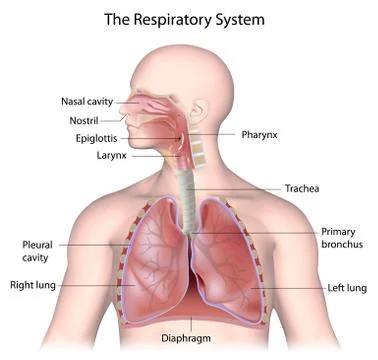 The respiratory system, labeled Stock Illustration