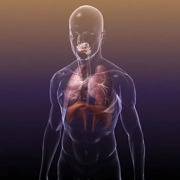 Respiratory System, Lungs in a Human Body 3D Model