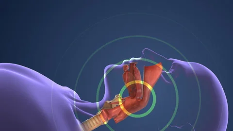 Respiratory System Managing Normal Breathing and Snoring During Sleep Stock Footage 287309898