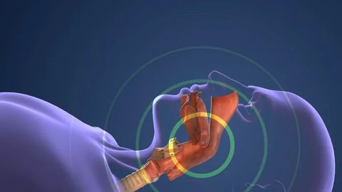 Respiratory System Managing Normal Breathing and Snoring During Sleep Stock Illustration
