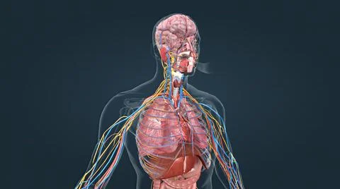The respiratory system is the network of organs and tissues that help you bre Stock Illustration