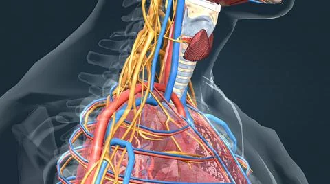 The respiratory system is the network of organs and tissues that help you bre Stock Illustration