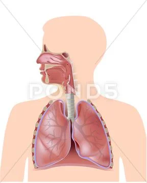 The respiratory system, non-labeled Stock Illustration