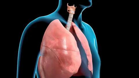 Respiratory system organs are divided into upper respiratory tract and lower  Stock Illustration
