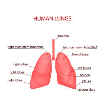 Respiratory system realistic vector illustration.Internal organs of the human Stock Illustration