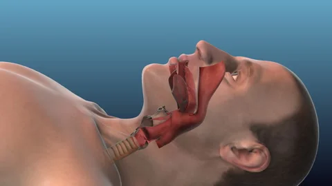 Respiratory System Regulating Oxygen Intake and Carbon Dioxide Output Stock Footage 286810791