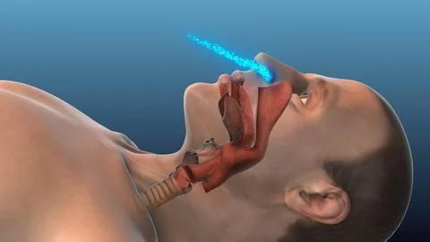 Respiratory System Regulating Oxygen Intake and Carbon Dioxide Output Stock Illustration