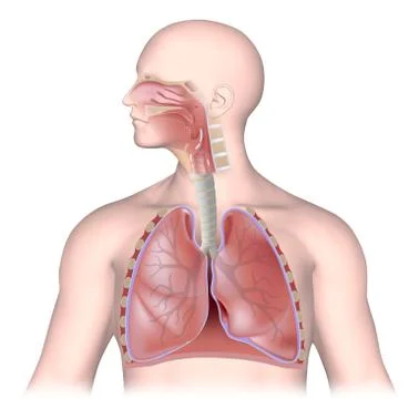 The respiratory system, unlabeled Stock Illustration