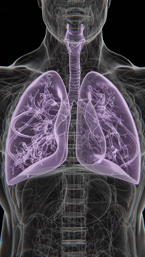 Respiratory System X-ray Vertical Video | Human Lung Animation Concept Stock Footage 271342325