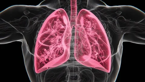 Respiratory System X-ray Vertical Video | Human Lung Animation Concept Video | Stock Footage 330914351