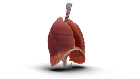 Respiratory System-Zoom Stock Footage 289390112