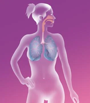 Respiratory tract, drawing Stock Illustration