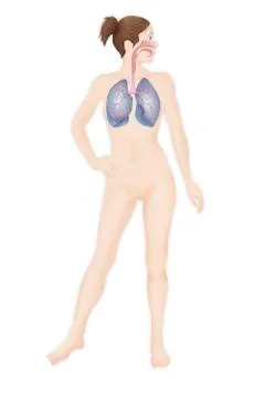 Respiratory tract, drawing Stock Illustration