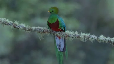 Resplendent quetzal male on lichens covered branch, close Stock Footage