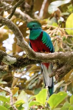  Resplendent quetzal perched in Curi Cancha wildlife refuge, Costa Rica Re... Stock Photos