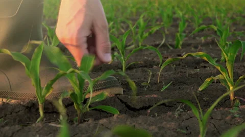 Responsible farmer in young corn field controlling plant growth 스톡 동영상 63627524