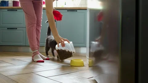 Responsible owner feeding a hungry gray cat with dry crunchy kibble from a Stock Footage 340231600