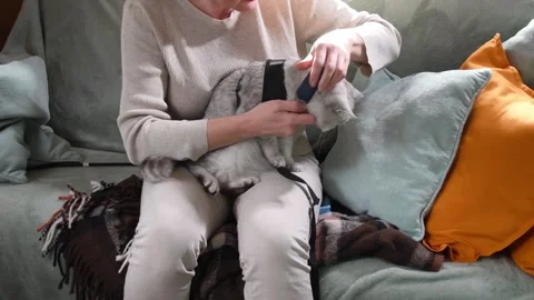 Responsible pet owner sitting on a couch, carefully putting a harness on her Vídeos de archivo 339339908