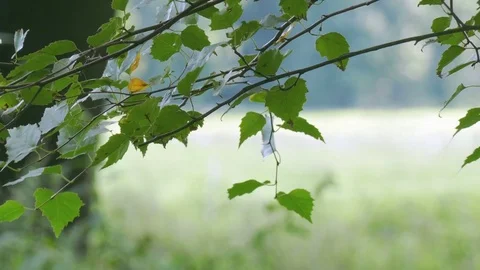 Rest and relaxation Stock Footage 79870291