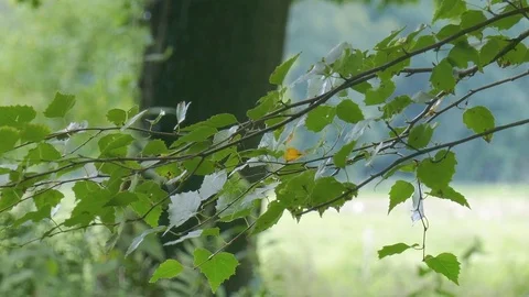 Rest and relaxation Stock Footage 79870406