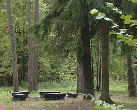 Rest area in coniferous forest. Empty benches wait for tourists. Stock Footage 10358339