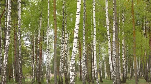 Rest area during the walk Stock Footage 279208958