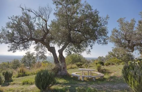 Rest Area Under Olive Tree in Apollonia, Albania Foto stock