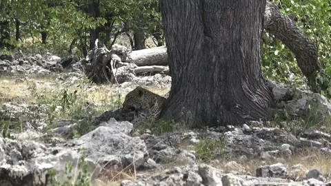 Rest at base continues; minimal movement — Part 27 Stock Footage 320790278