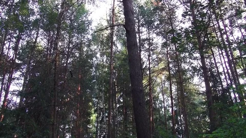 Rest on the Bogdanovsky lake Video stock 106579984