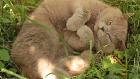 Rest cat in grass Stock Footage 80599024