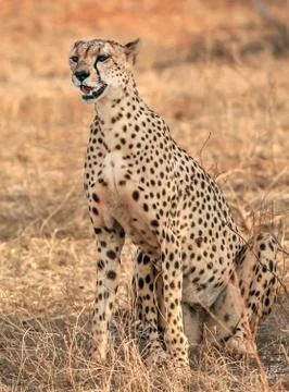 The rest of the cheetah Stock Photos