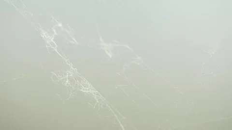 The rest of cobweb in really strong wind, extreme close view. A Spiders Web in m Stock Footage