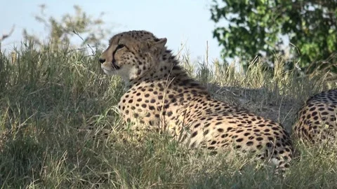 Rest continues; medium profile on the left male cheetah — Part 9 Stock Footage 320844536