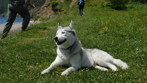 Rest with a dog Vídeos de archivo 134333146