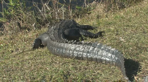 At rest 스톡 동영상 6007068