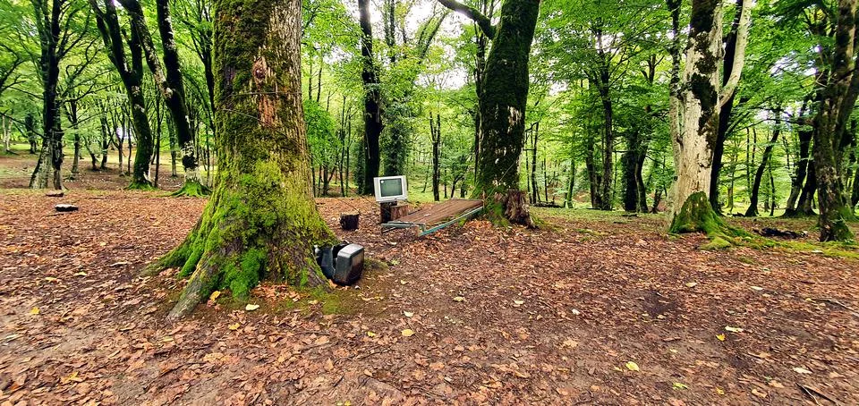 Rest in the forest Stock-Fotos
