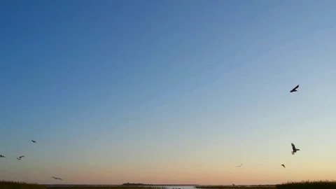 Rest on the lake, flying gulls and sunset sky Stock Footage 73490428