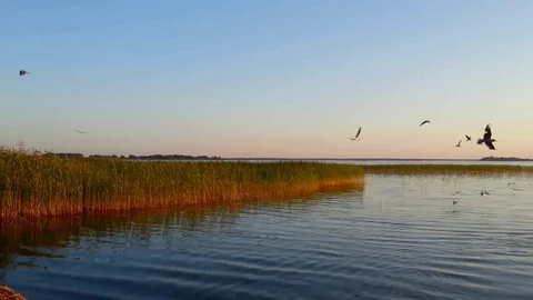Rest on the lake, flying gulls and sunset sky Stock Footage 73490890